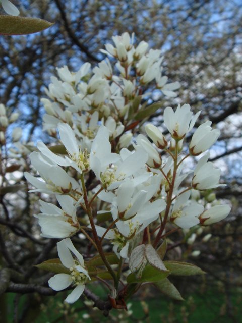 Amelanchier lamarckii fleur